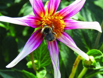Male Red-tailed Bumblebee on a 'Windmill' dahlia