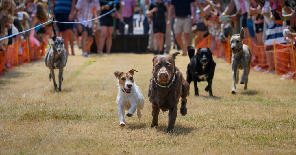 Blaston Show dog race