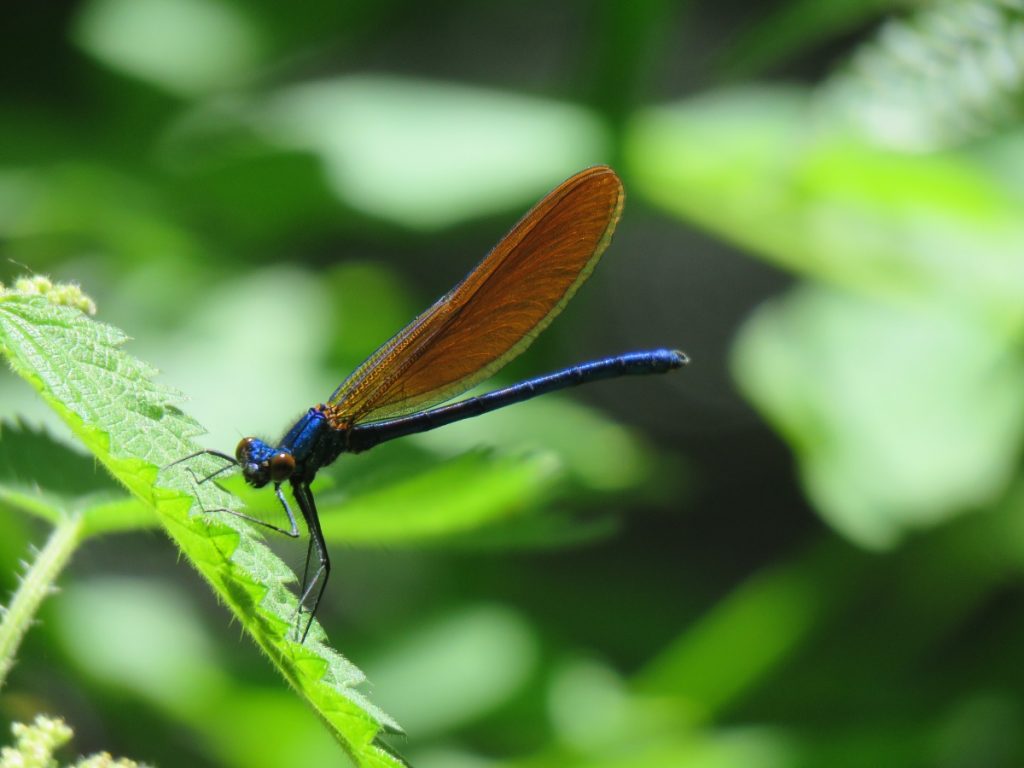 Demoiselle Damselfly