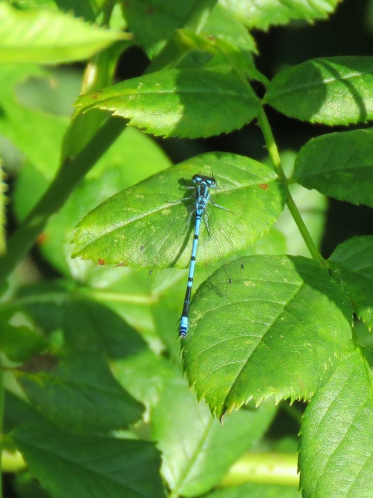 Damselfly