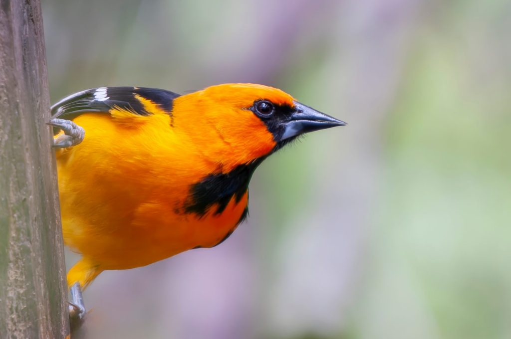 Altamira oriole