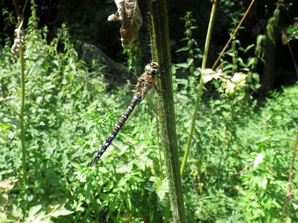 Migrant Hawker Dragonfly