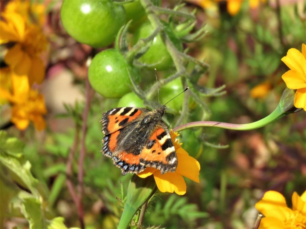 Small Tortoiseshell Butterfly